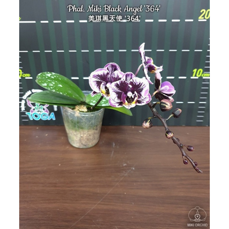 Орхидея Phal. Miki Black Angel 364 - купить, доставка Украина